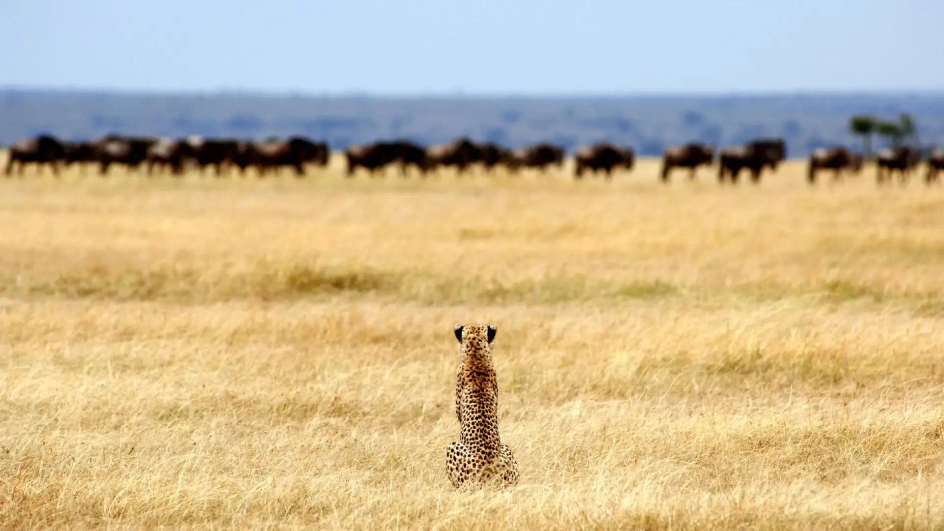 Cheetah sitting in dry grass watching a distant herd