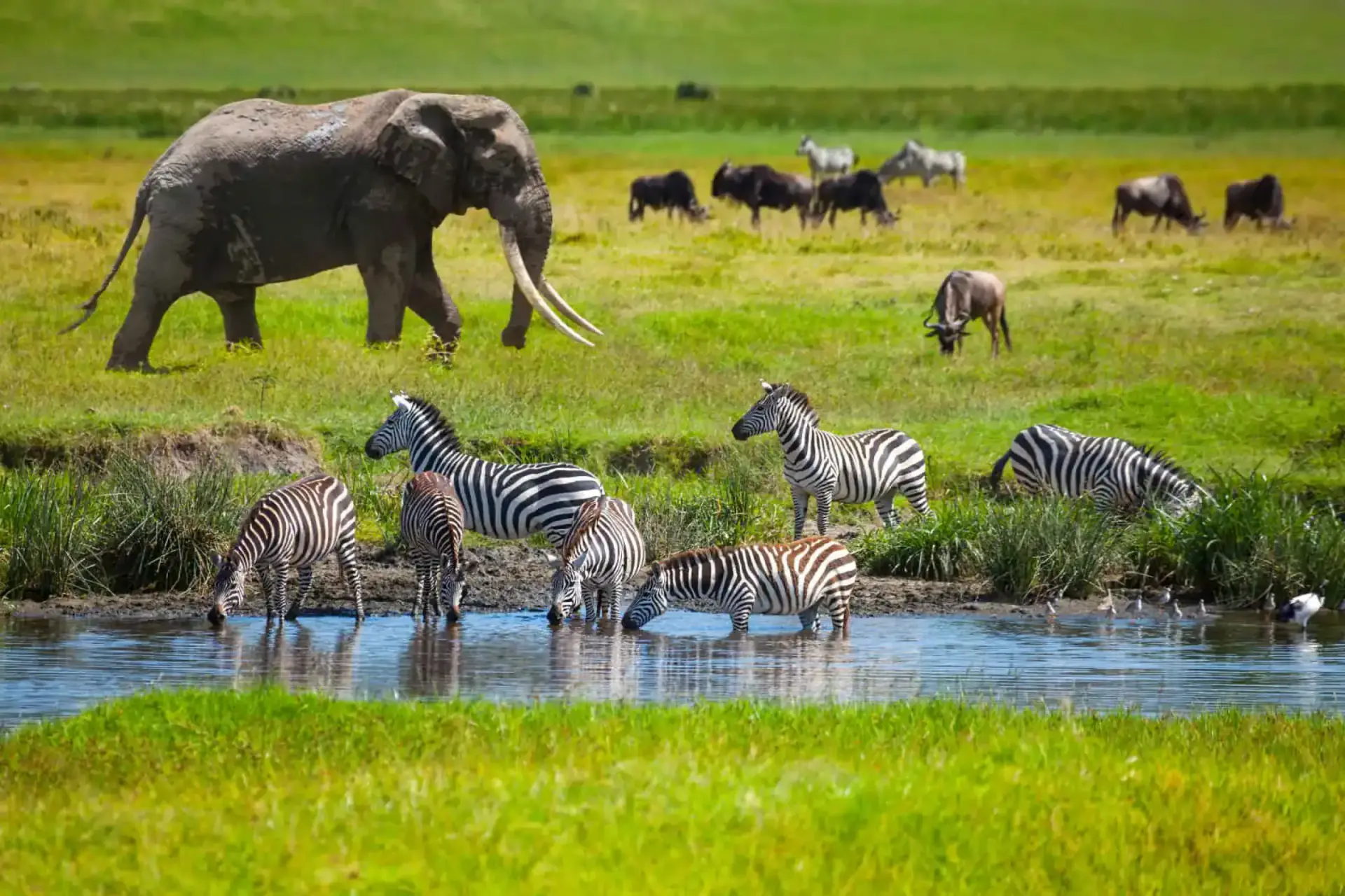 Elephant and zebras drinking at a waterhole on the plains
