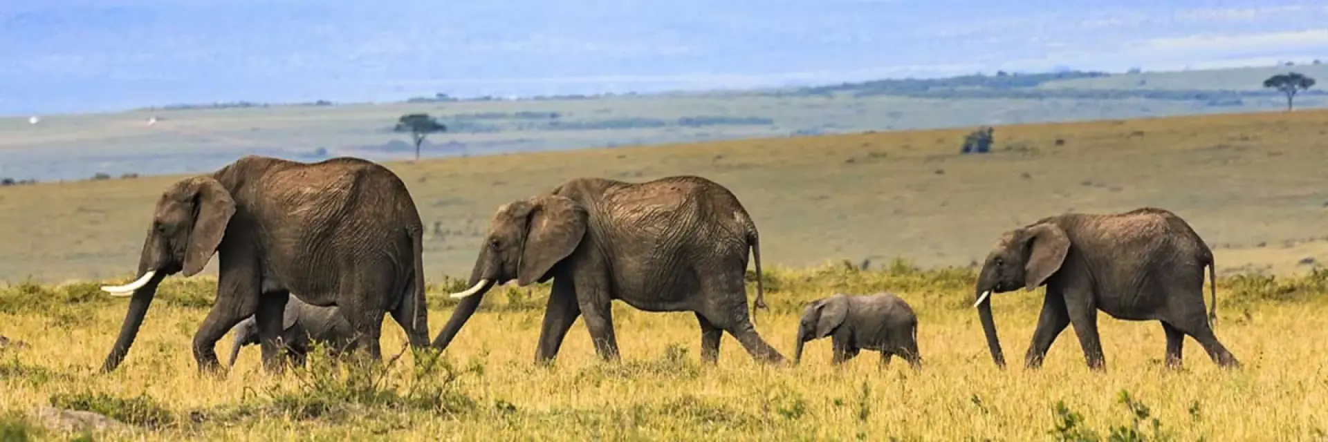 Elephants and a calf walking through golden Serengeti grass