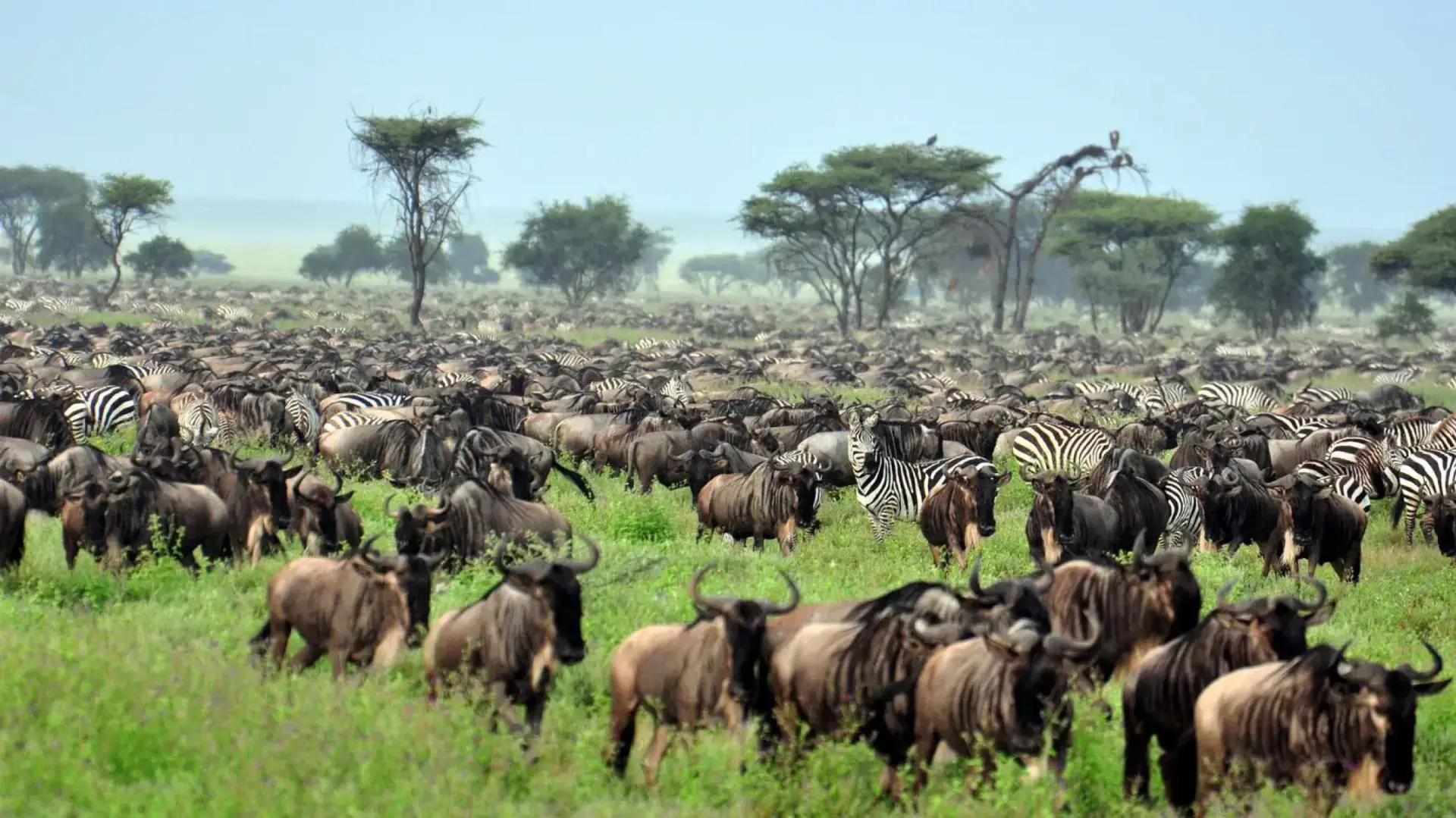 Great Migration herd of wildebeest and zebra in the Serengeti