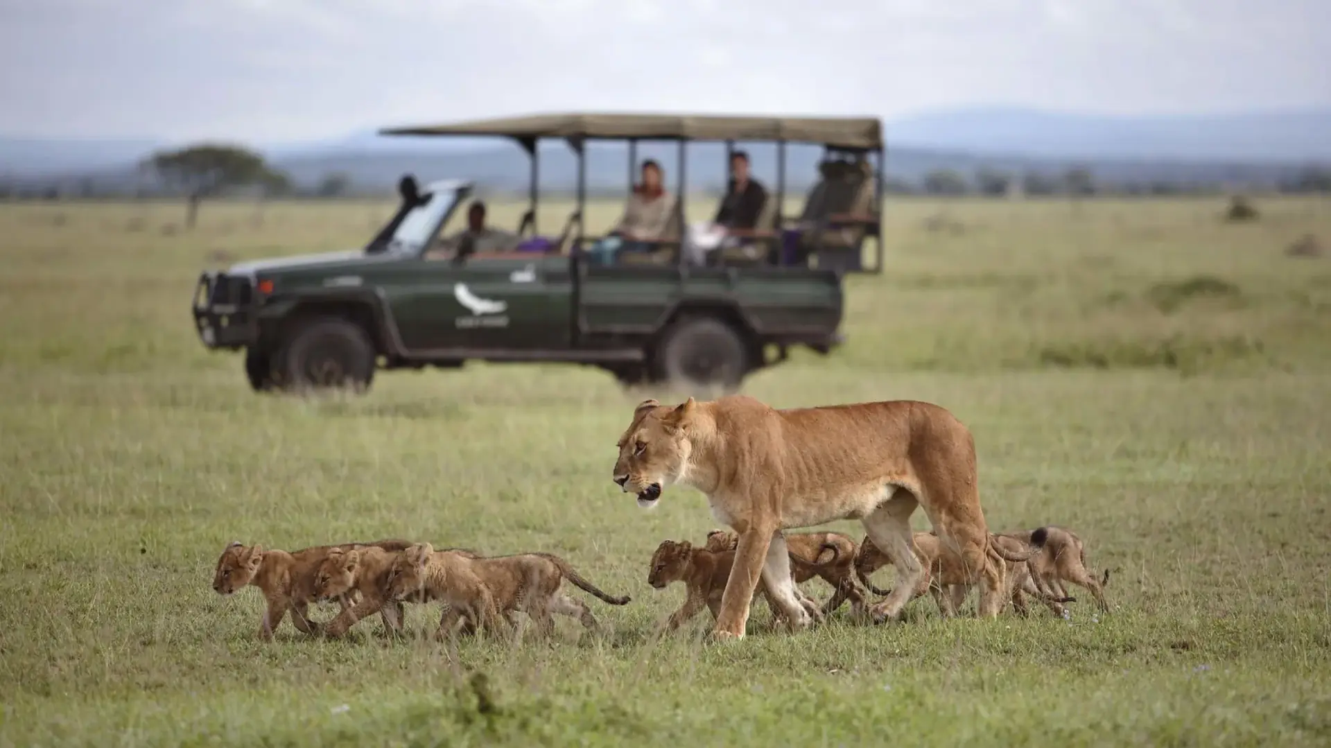 Lioness leading her cubs past a safari vehicle