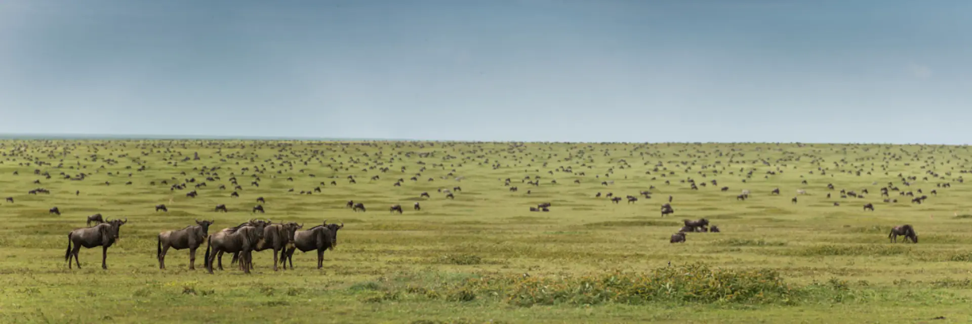 Wildebeest dotted across the endless Serengeti plains