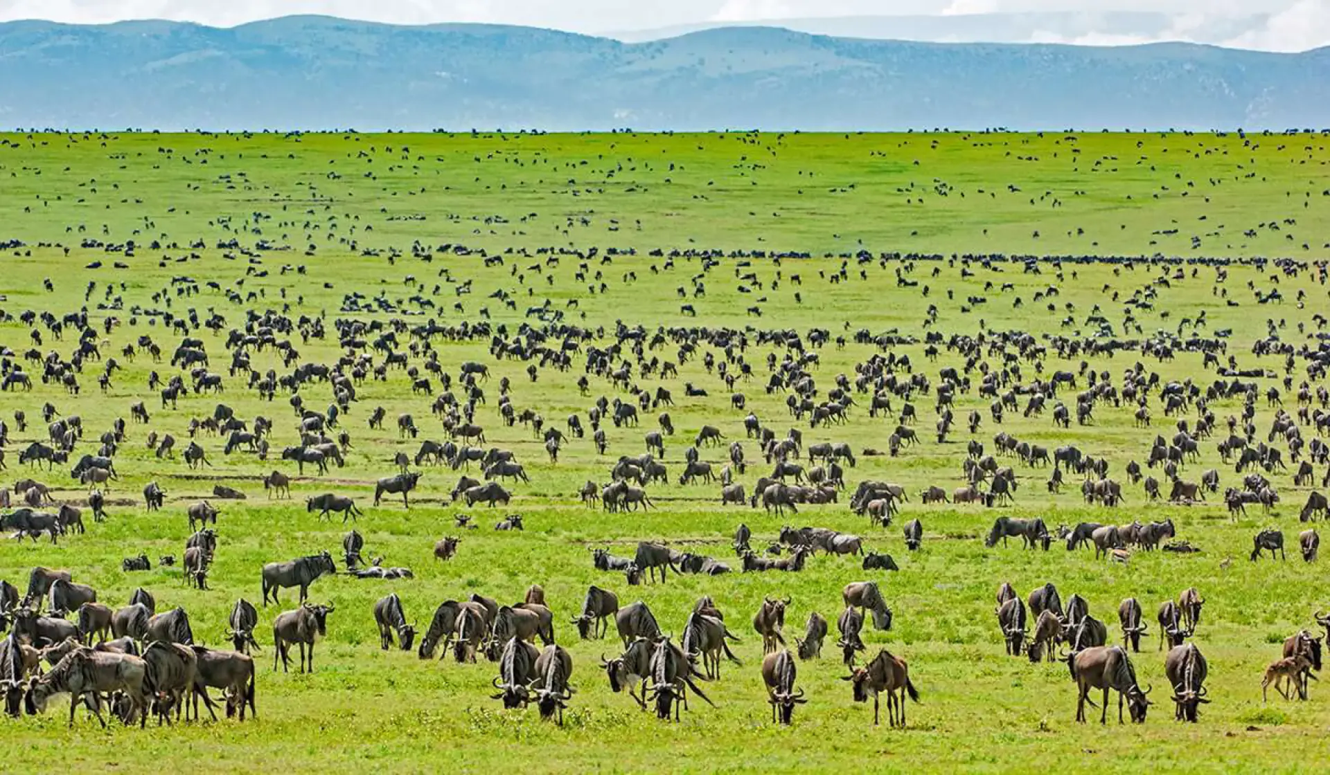 Thousands of wildebeest grazing on the green southern plains in calving season