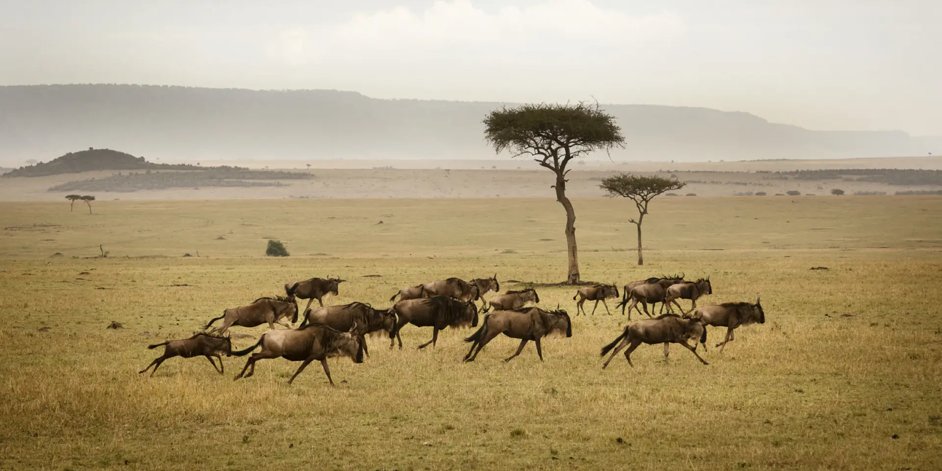 Wildebeest running across the dry Serengeti plains