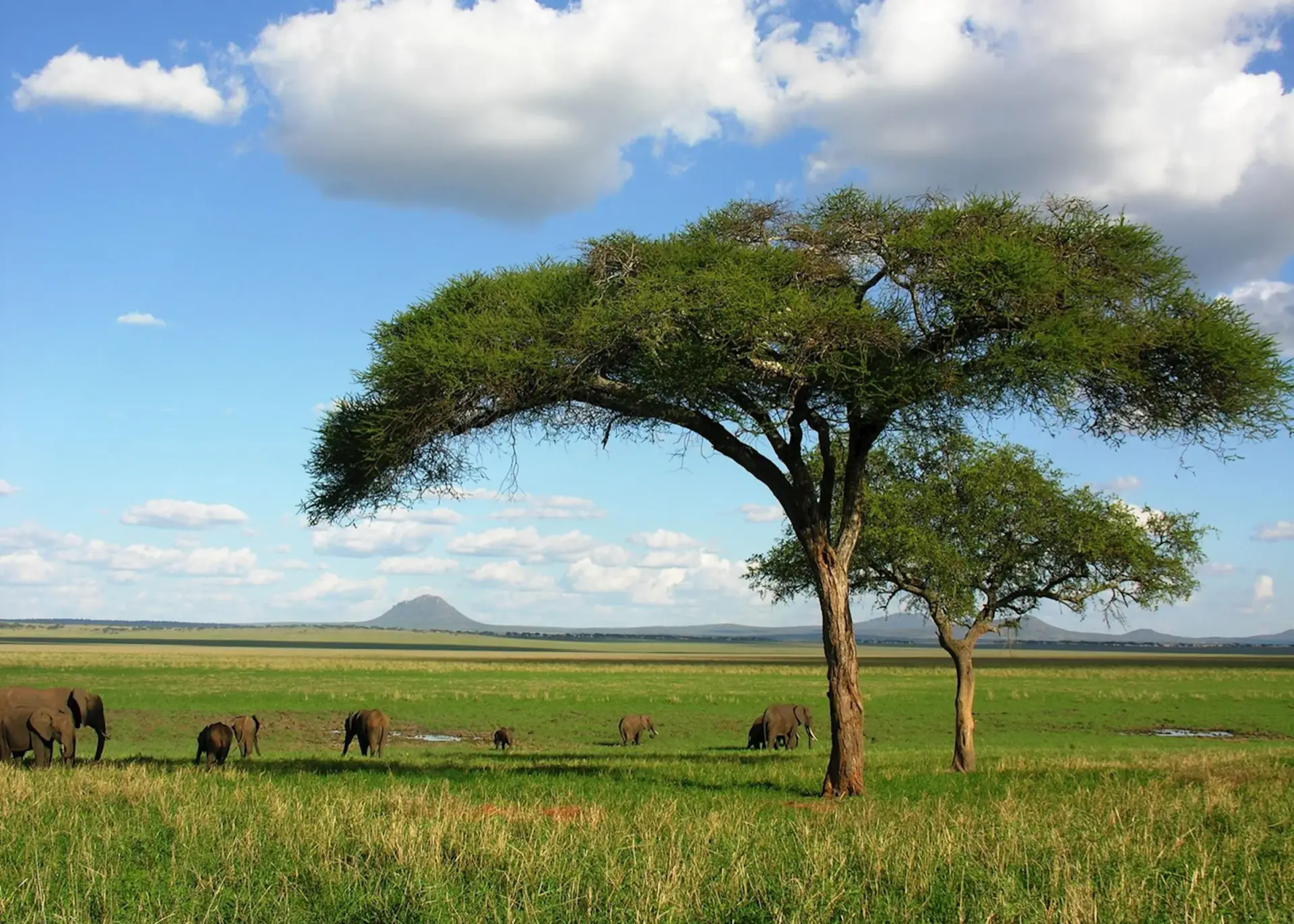 Acacia tree on the Tarangire plains with elephants in the distance