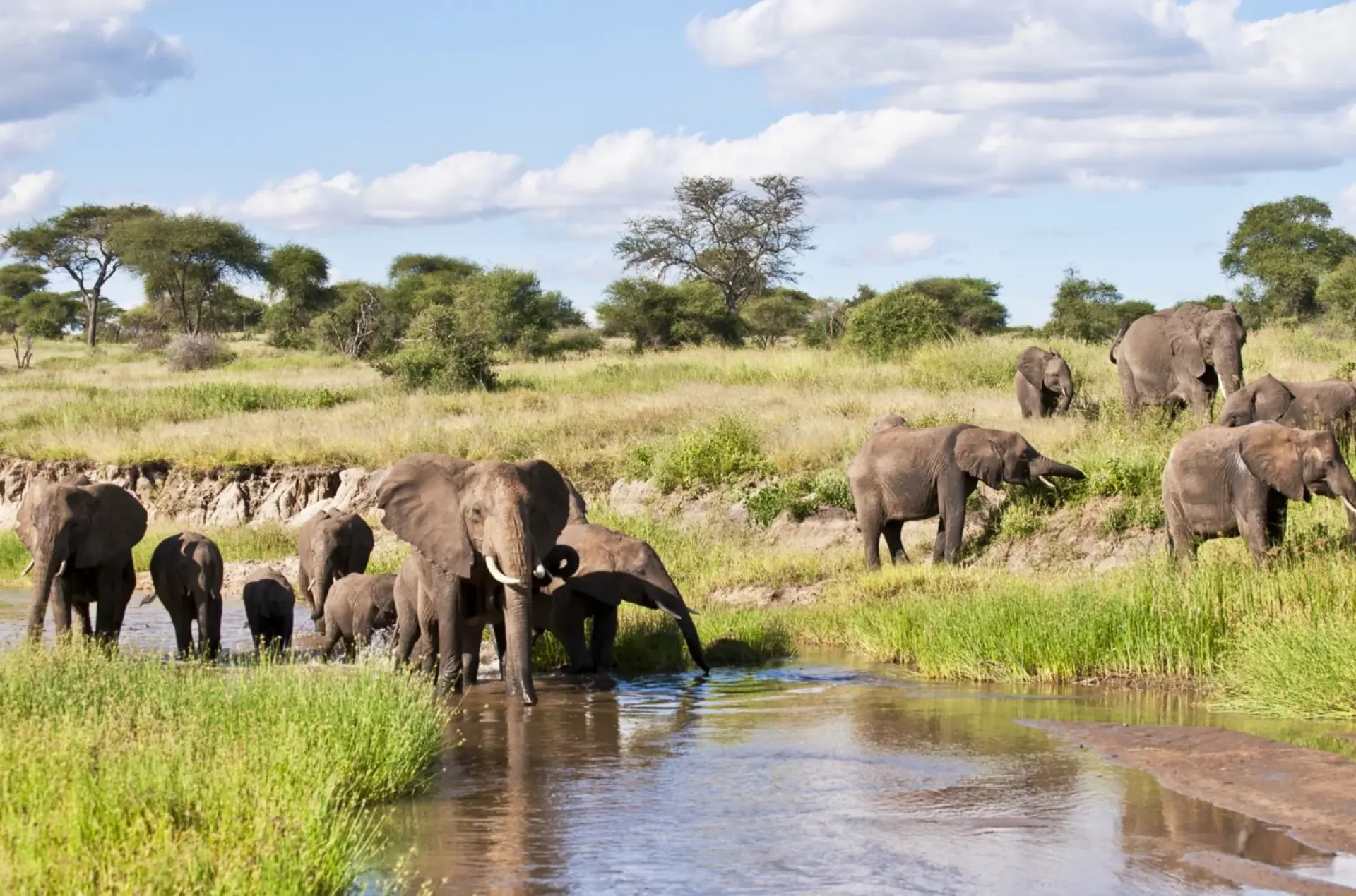 Elephant herd at the Tarangire River