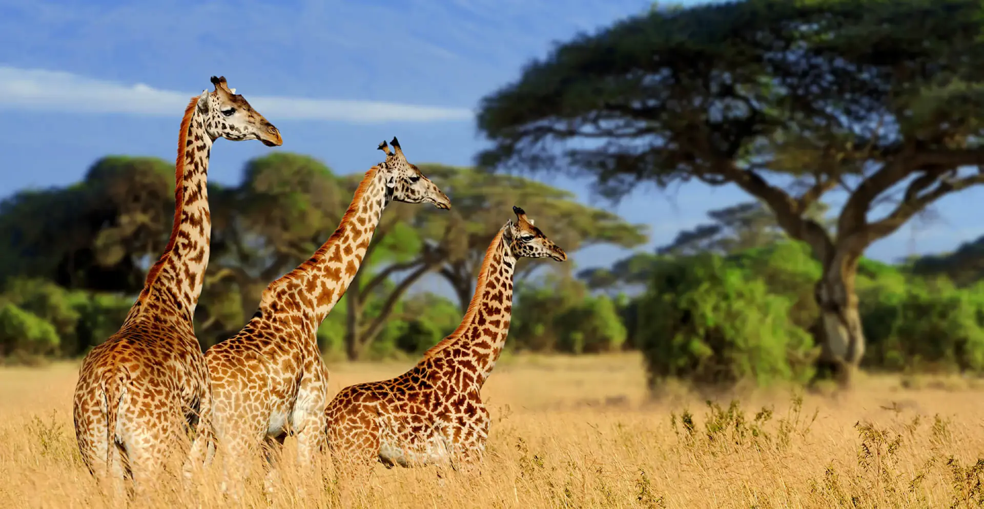 Three giraffes standing together among acacia trees