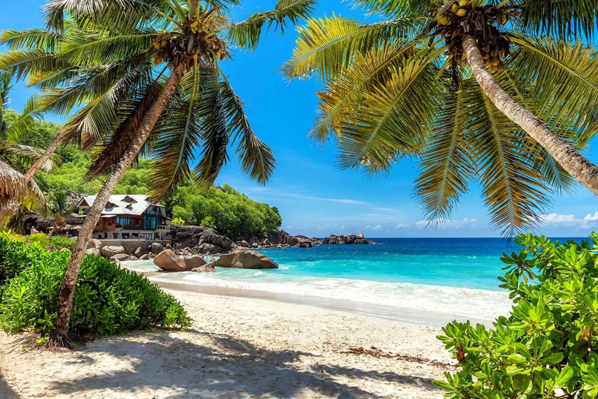Palm trees leaning over a quiet Zanzibar beach